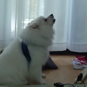 またしても遠吠えを。。。の画像