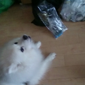 遠吠えなんです。。。の画像