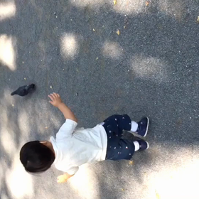 鳩だー！の画像