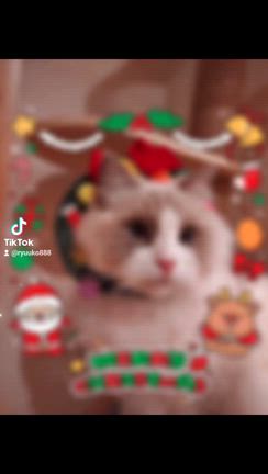 メリークリスマス✨✨の記事動画
