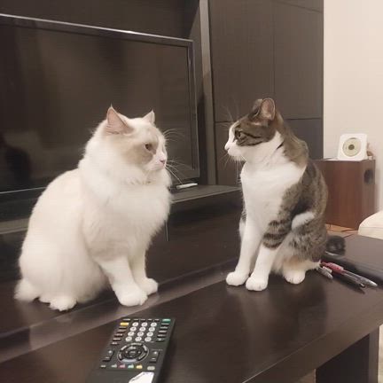 ラグドール♪猫好きさん♪見にきて～❤️の記事動画