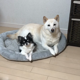 ゆきまるの画像