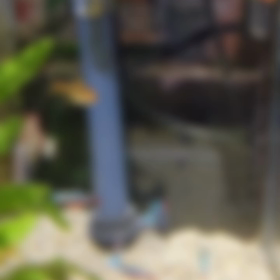 12月3日の熱帯魚の画像