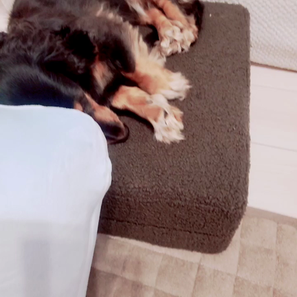 寝言の記事動画