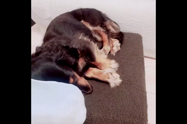 寝言の記事動画