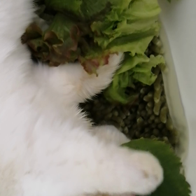 大葉食べましたの画像