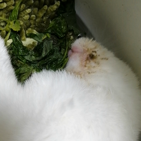 大葉が大好きさの画像