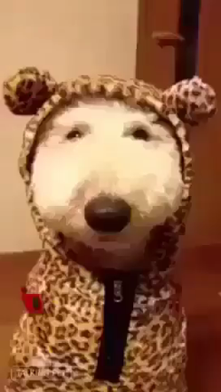 ナイスな雨の記事動画