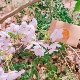 桜とカードの画像