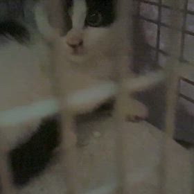 超小さな野良猫の赤ちゃんの事③の画像