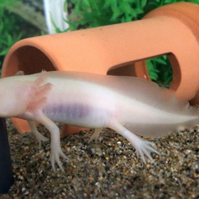 ウーパールーパー　の画像