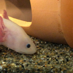 アリー　ウーパールーパー　食事の画像