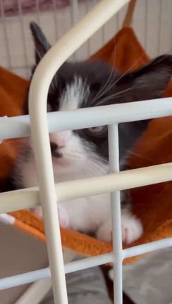 新しい家族の記事動画