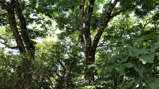 挨拶は『暑いね～』もうそろそろ終わりにしたいよねの記事動画