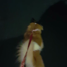 くぅの画像