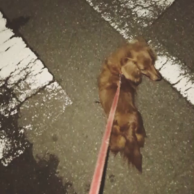 散歩の画像