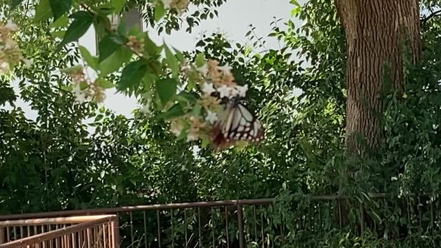 うちの近所にも来てくれたんやねの記事動画