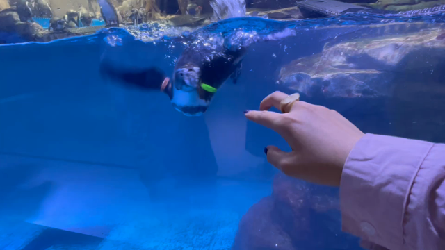 【大邱】デパートの中にまさかの、水族館！？の記事動画