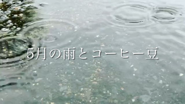 5月の雨とコーヒー豆の記事動画