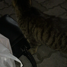 ミナミの猫の画像