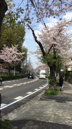 さくらの記事動画