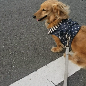 忠犬？の画像