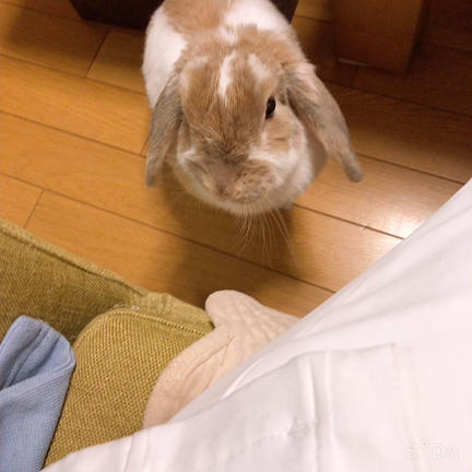 チョコちゃんの命日からひと月が過ぎてシリウス星に還った癒しの魂”の記事動画
