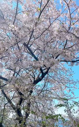 美月です❁⃘の記事動画