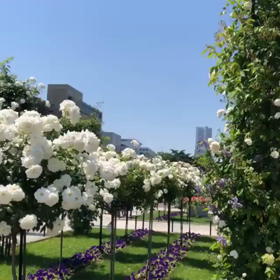 @横浜の画像