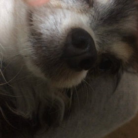 歯磨きしてますか？の画像