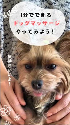 愛犬が地震・その後も敏感になっているときのリラックスのマッサージの記事動画