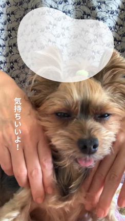 愛犬へのドッグマッサージ★思ったよりずっと簡単でした！の記事動画