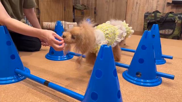 シニア犬の筋トレ★いつまでも自分の足で歩いていくように運動していこうの記事動画