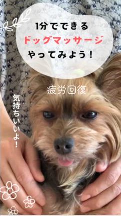 【愛犬の疲労回復のツボ】1分でできる♪簡単ドッグマッサージの記事動画
