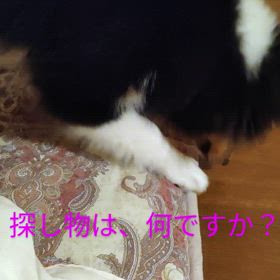探し物は、何ですか！？(♡ω♡ ) ~♪の画像