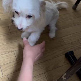 南海トラフ地震（動物避難所）うちとこ動物避難所マップの画像