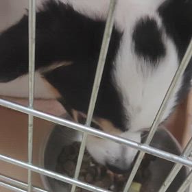 食育の先生、教頭先生募集中です/ᐠ｡ꞈ｡ᐟ\の画像
