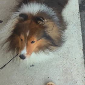 警察犬、災害救助犬みたいに、キレイなオスワリを目指しましょう(◠ᴥ◕ʋ)の画像