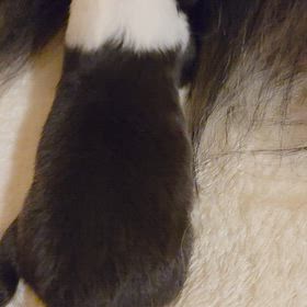シェルティの赤ちゃん、ママのおっぱい飲み放題o(*⌒―⌒*)oの画像