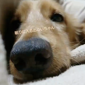 おやすみなさいぺろくんの画像