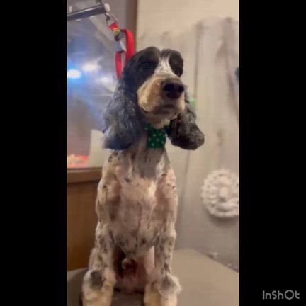 共に60代、私と愛犬の「髪の悩み」の記事動画