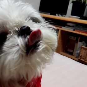ラッキーのあくび動画(*^ー゜)の画像