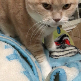 もみもみの画像