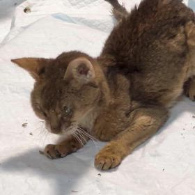 めろんが虹の橋を渡りかけてるの画像