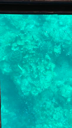 5月の竹富島＆石垣島の旅⑨「川平湾編」の記事動画