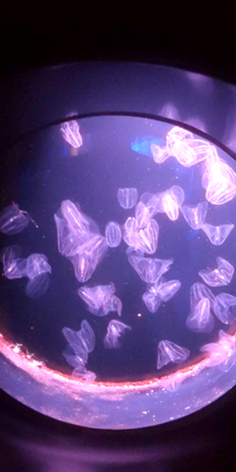 水族館前撮りの記事動画