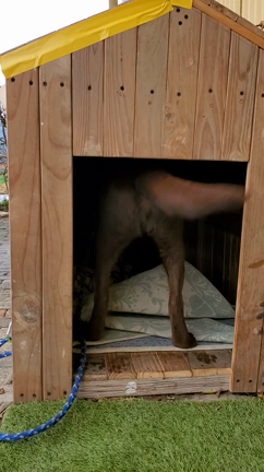 保護犬ジュンくん☆2023/01/19の記事動画