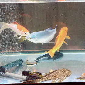我が家の混合水槽の画像