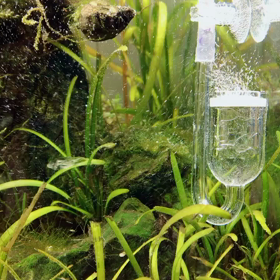 水草よ育て！！！の画像