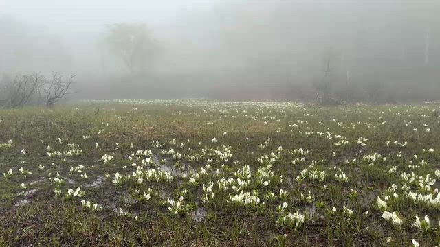 神代植物園・・・その4（最終話）の記事動画